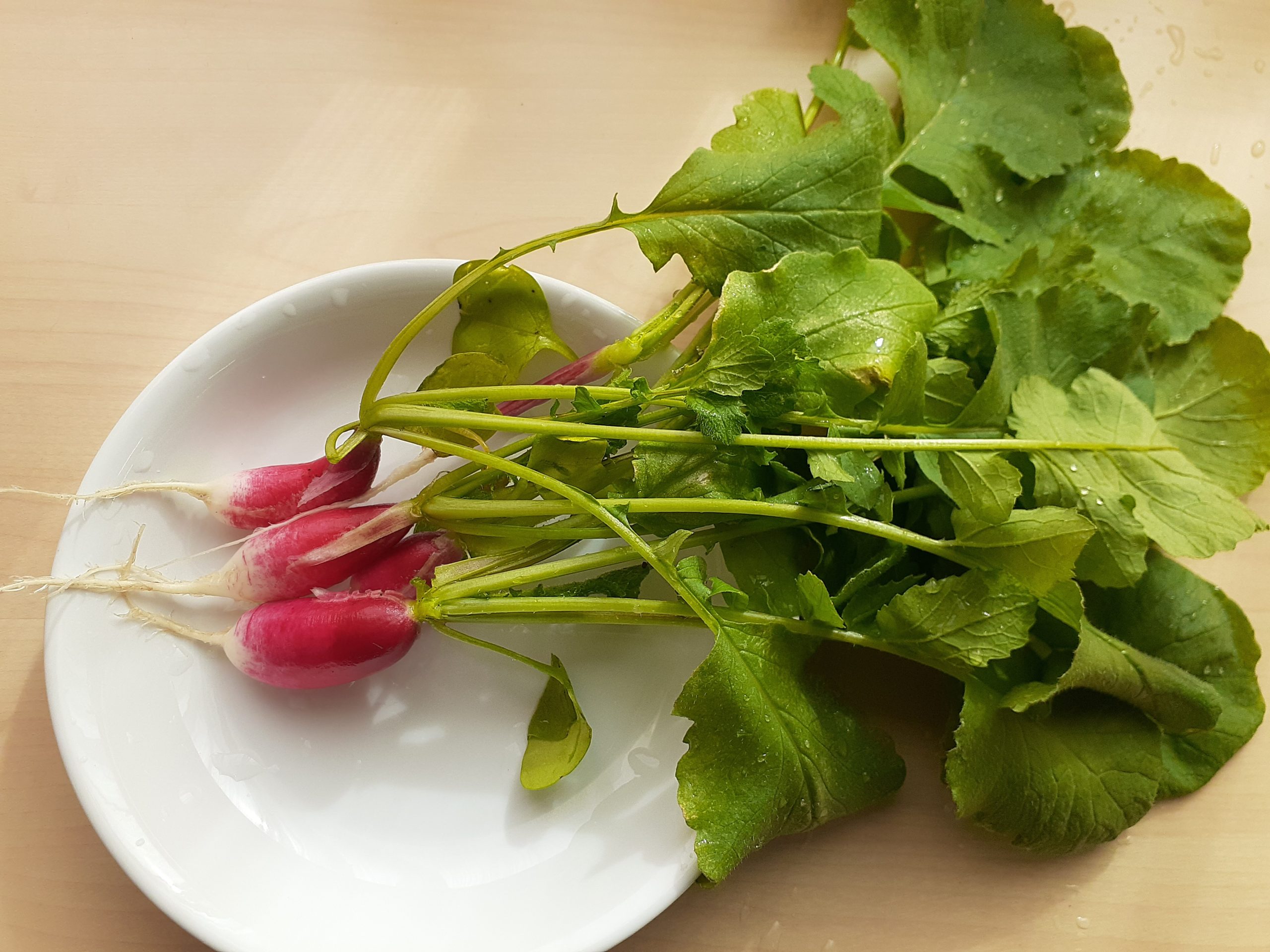 ラディッシュ収穫 Habilis Design Co Ltd