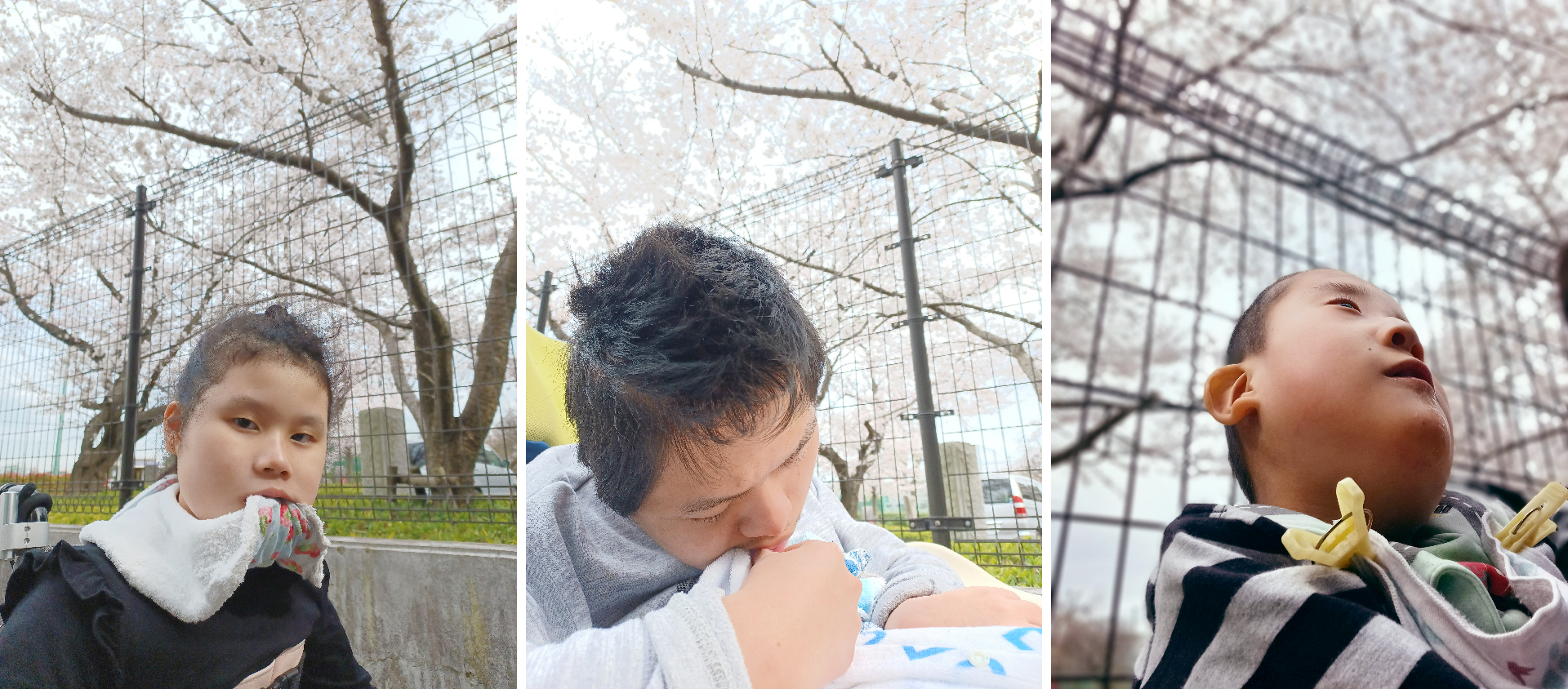 桜を見に行きました♪