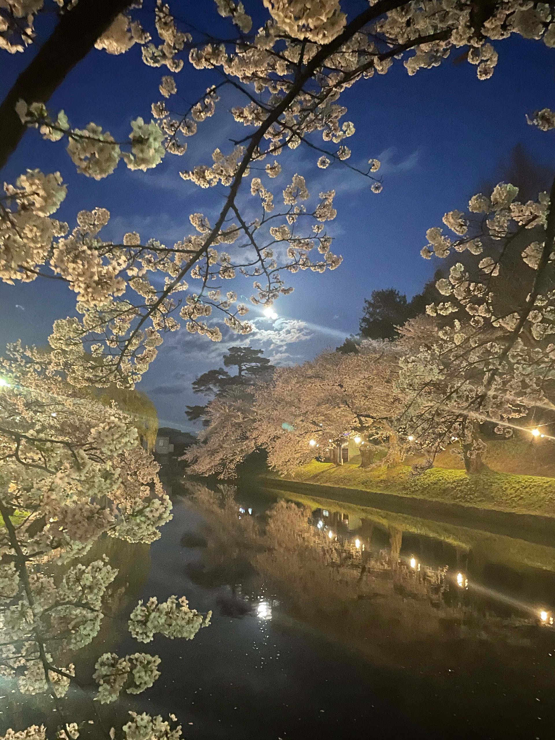 山形県鶴岡の夜桜