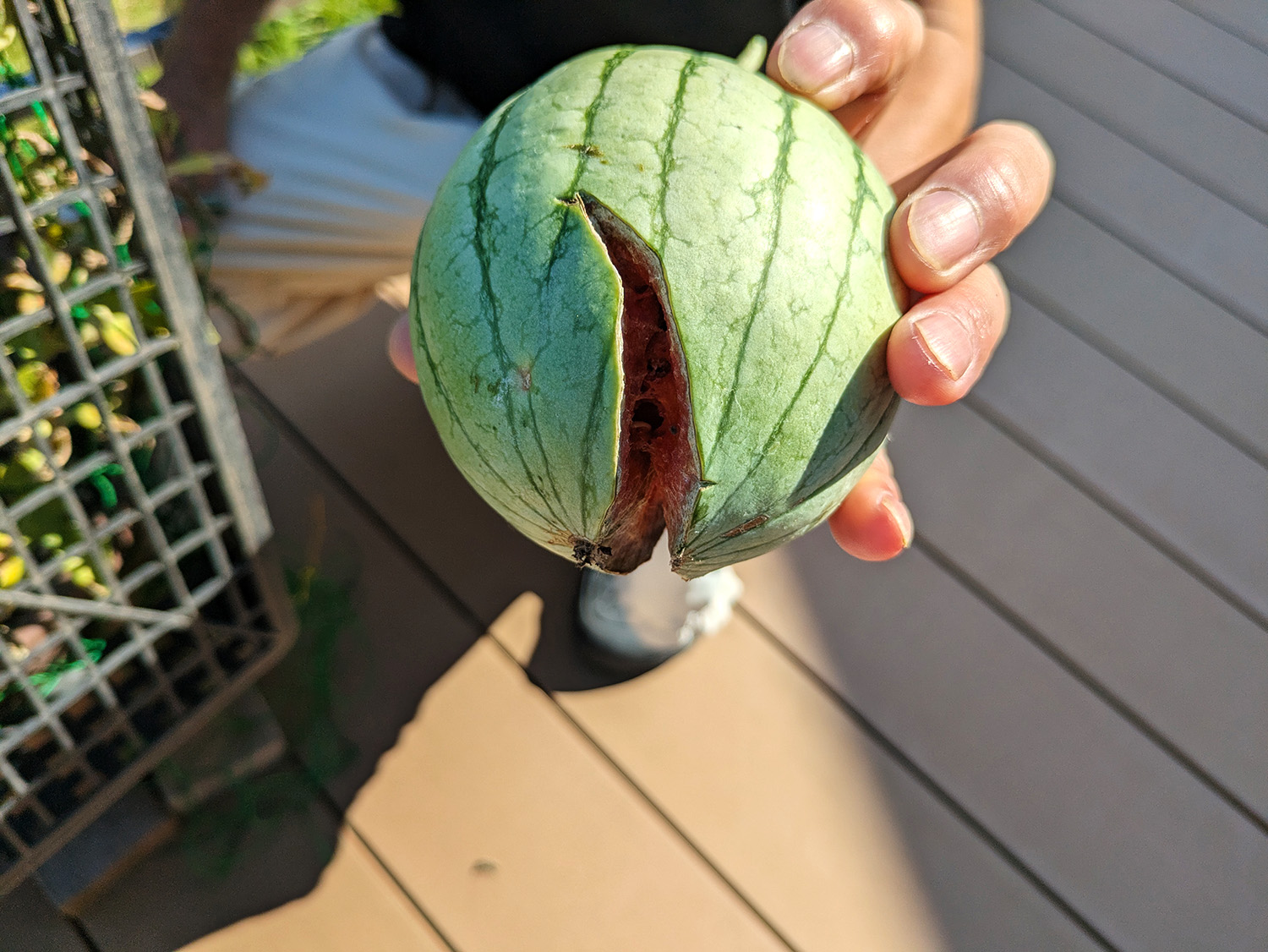 小玉スイカを収穫しましたが…